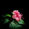 nal_09876