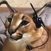 floppa_is_gaming