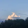 nikolaevmeow