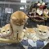 vanvcpetshop