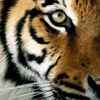Tigers2023🖤💛🇸🇦