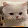 titisan_kucing