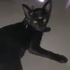 urmom_here
