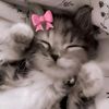 aureliaria_