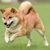 inudesuyo.wan