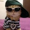 cokocoolcat