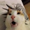 timur_849