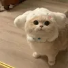 ngyahthu