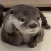 unonessunoboh