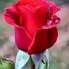 abdulfiroz6