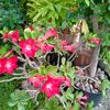 firdausy719