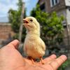 DIMAR FARM TWOLEGS