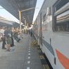 kucing_stasiun