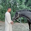 Wael Al Qady