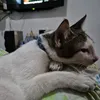 wafamaimaigaming