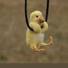 alamal_2021