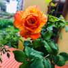 plantlovermadhuri25