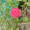 thanhtruong524