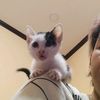 majito.in