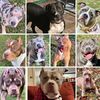 brandys.pibble.gang