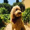 doggydoddle.5