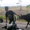 ajik809
