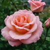 rose.fl0oweryy
