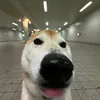 thanhquiz_._