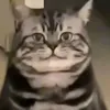 rum.k2
