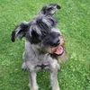 powerschnauzer