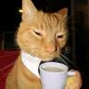 gato..amarelo