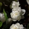 tr_nnie