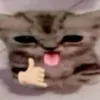 cicus