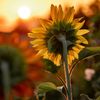 sunflower_2233
