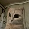 katmeoww24