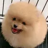 cute_dog_36