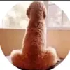 smallfog