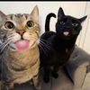 pisscats3