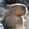 grizzlyrider