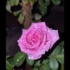 fatma.almalki