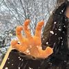 il_dino5