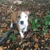 lillythepup90