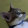 amobalaki
