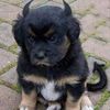 ofeilostdog