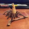 craftsy_