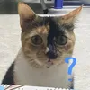 meomeobymonmon