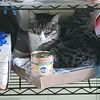 catdadking