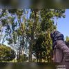 lestariputrianggara
