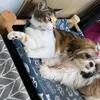 maui__finds