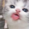 keodeochuppachupp